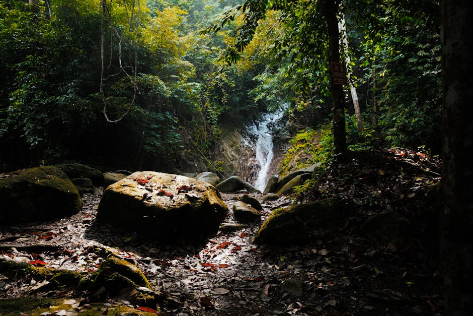 亜熱帯の森の参道