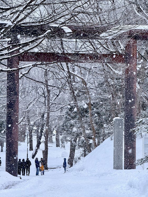 雪の森と鳥居
