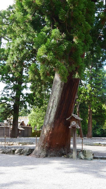 伊勢神宮の杉の大木と灯籠