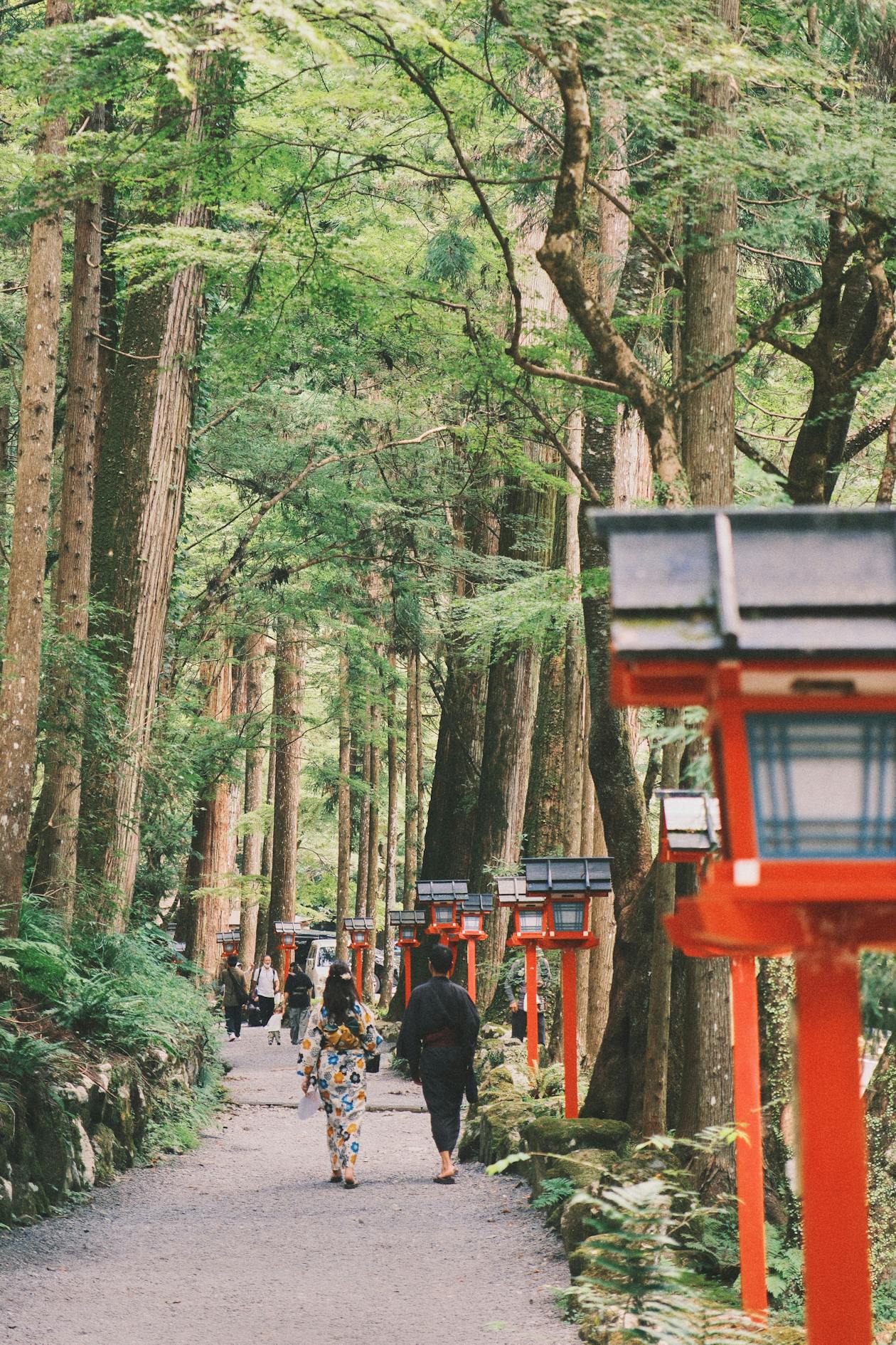 秩父の森林参道