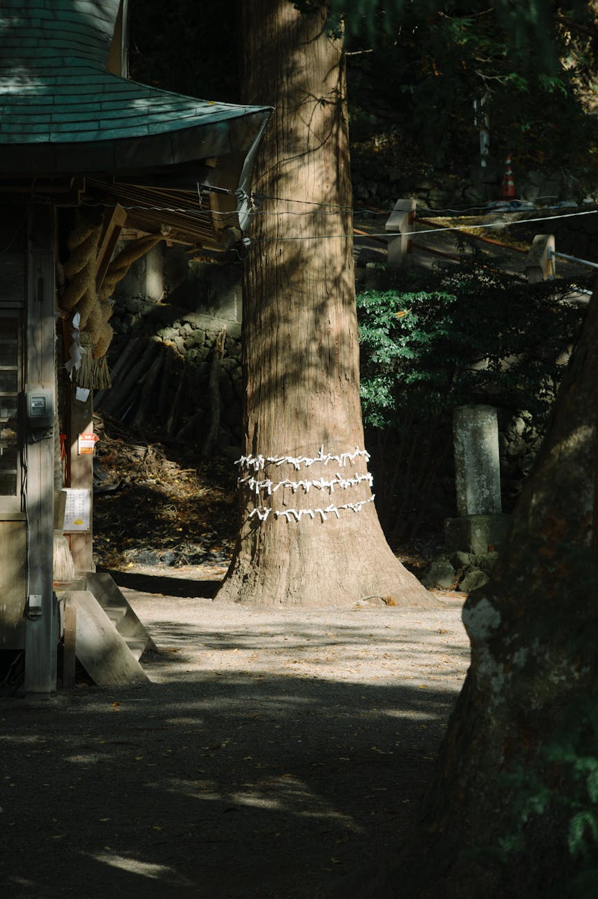 神木としめ縄
