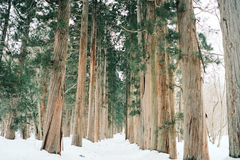 雪に覆われた杉の森