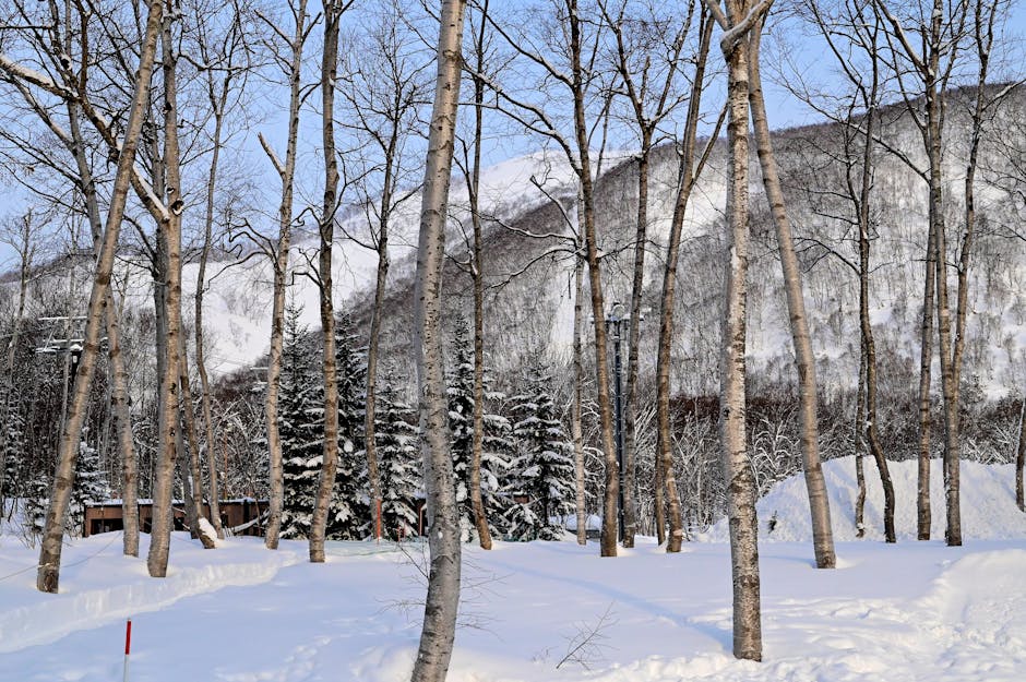 冬の北海道の白樺林