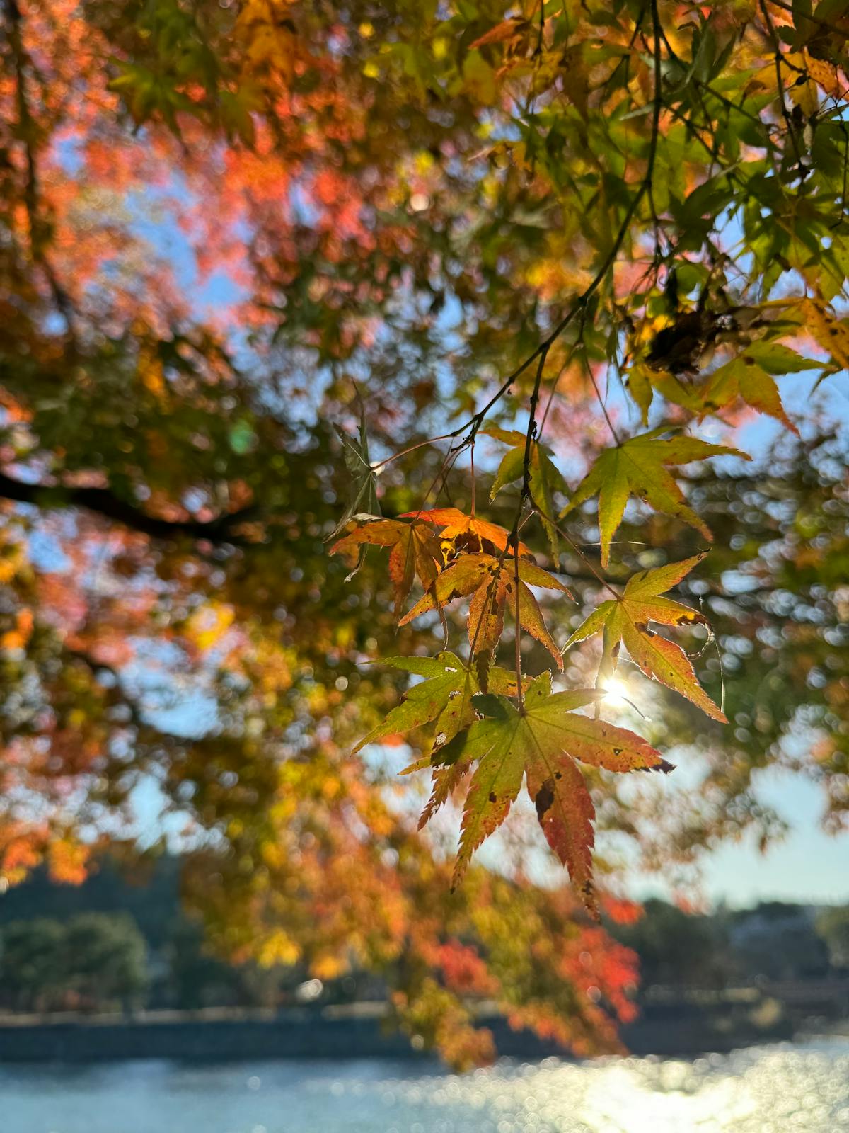 秋の紅葉風景