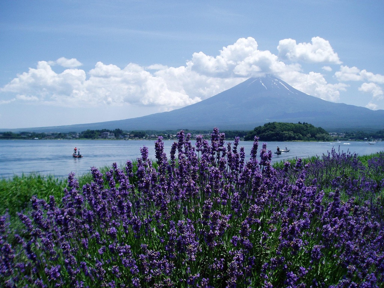 Lavender and Mt. Fuji