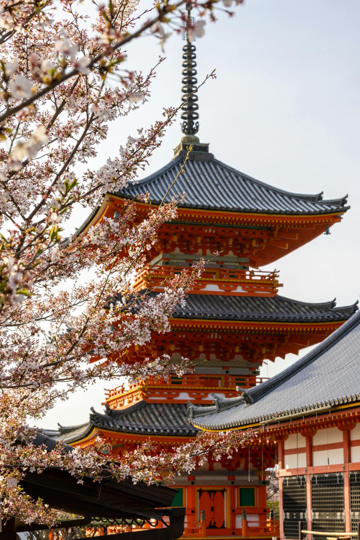 Kiyomizu-dera cherry blossoms