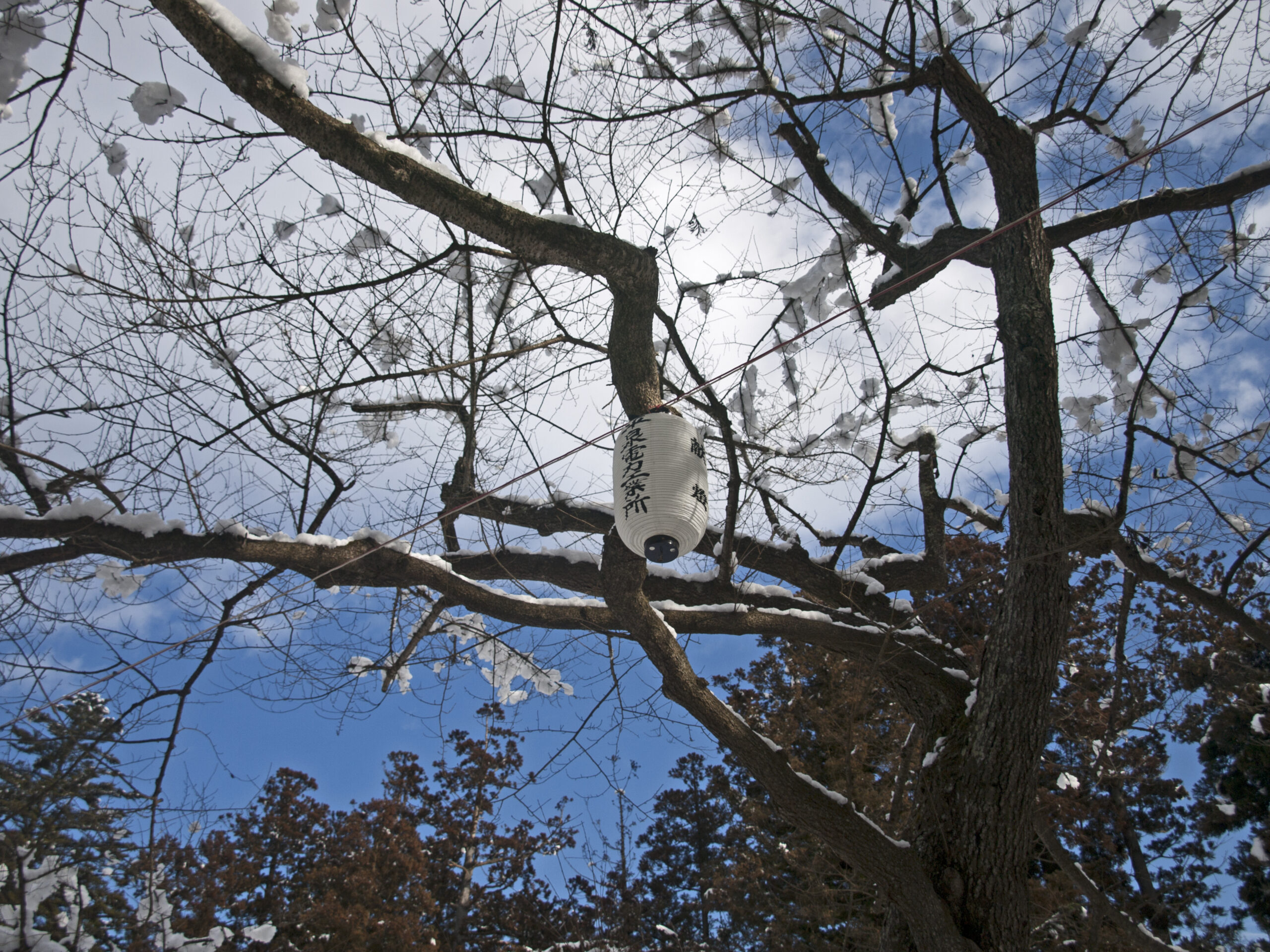 Cherry blossoms at Motsuji