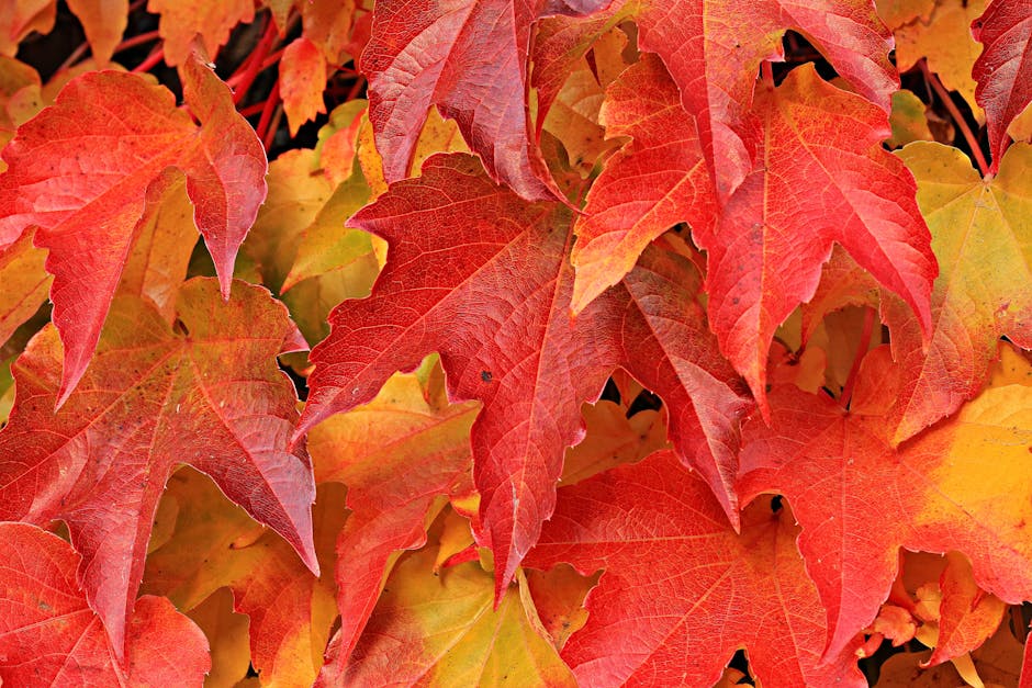 秋の紅葉