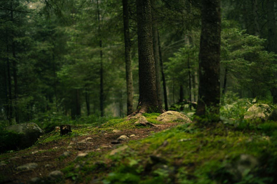 森の中の神社参道