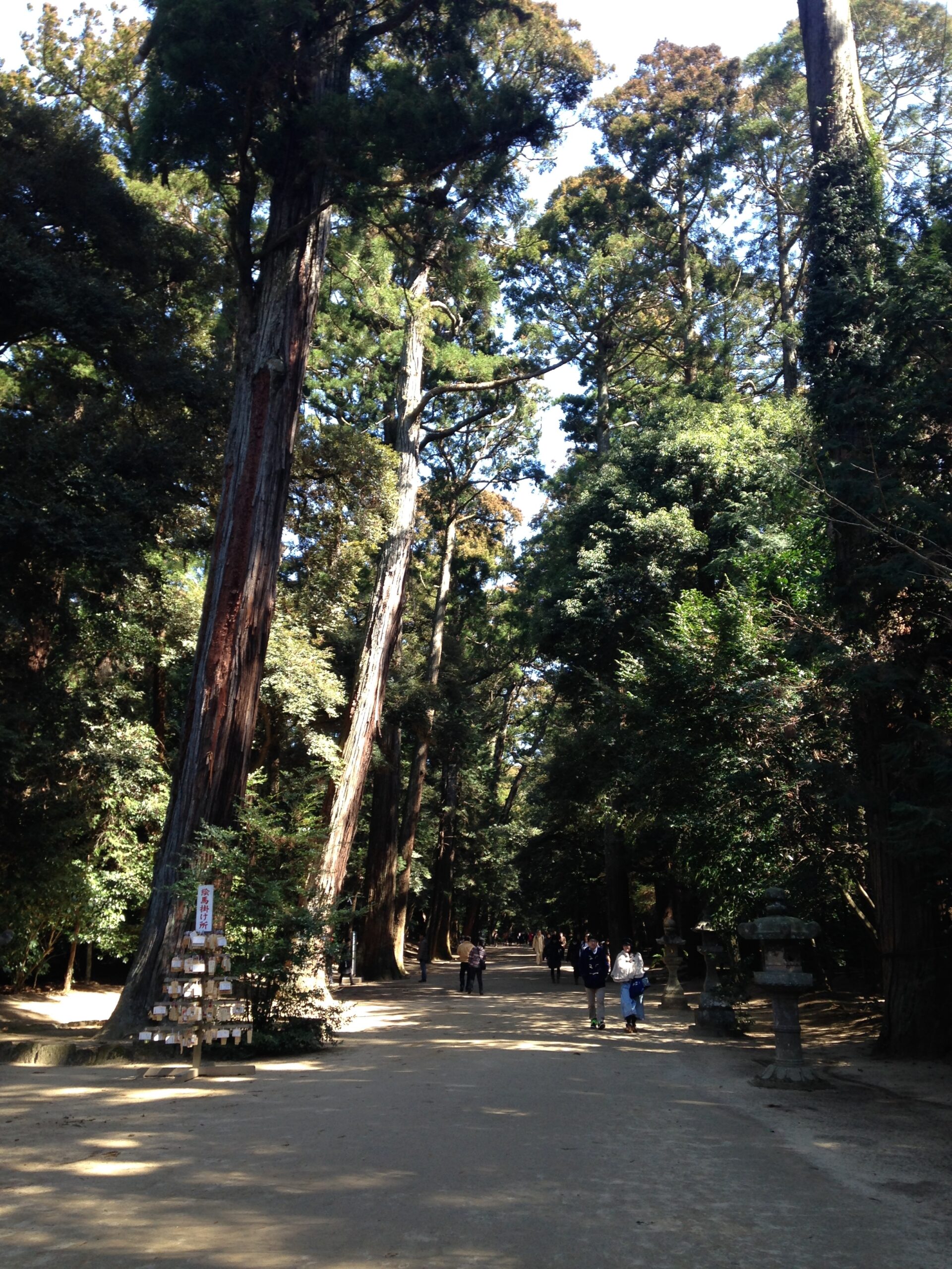 Ancient cedar-lined path at Kashima Jingu