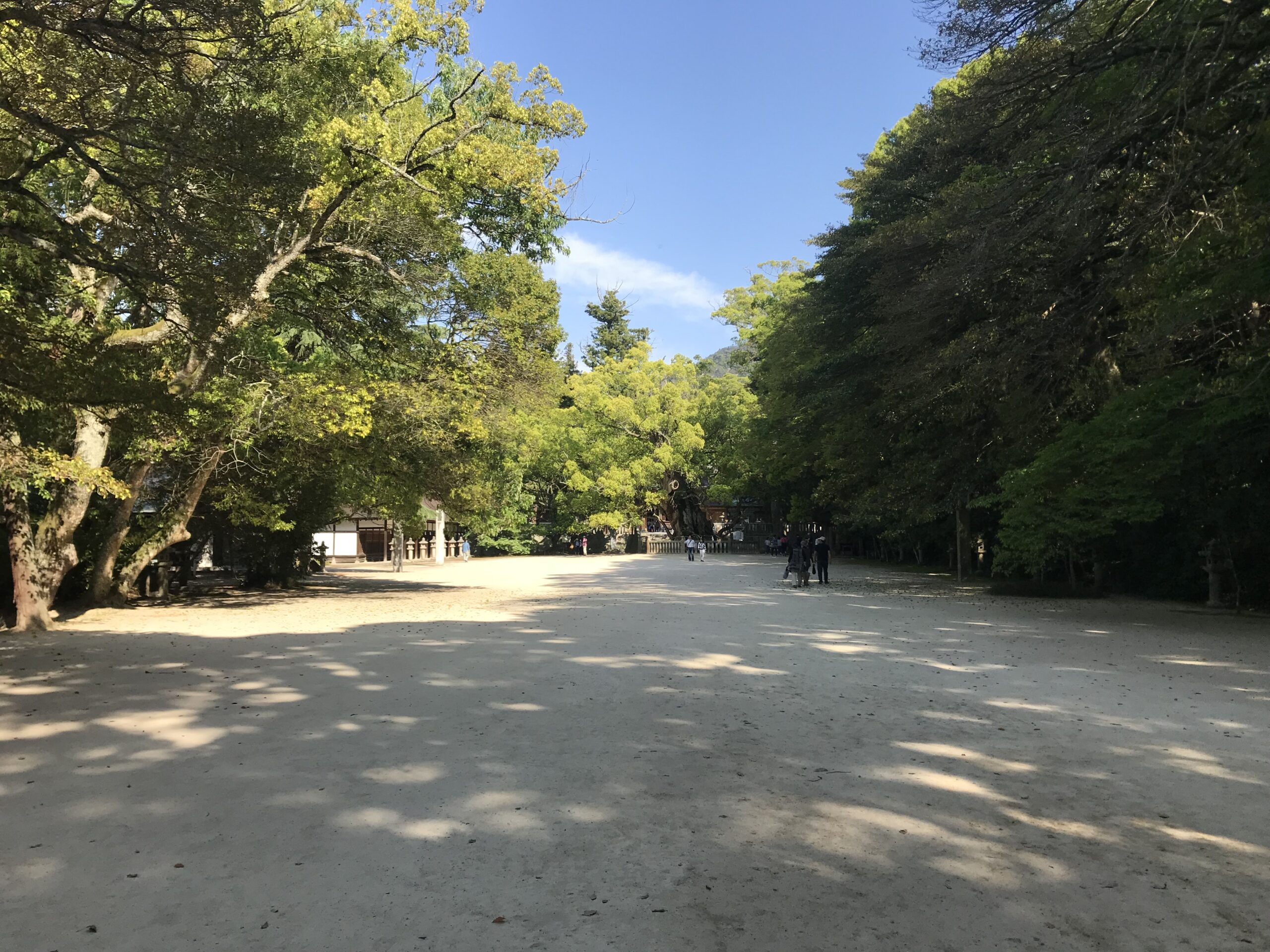 Camphor tree grove at Oyamazumi Shrine