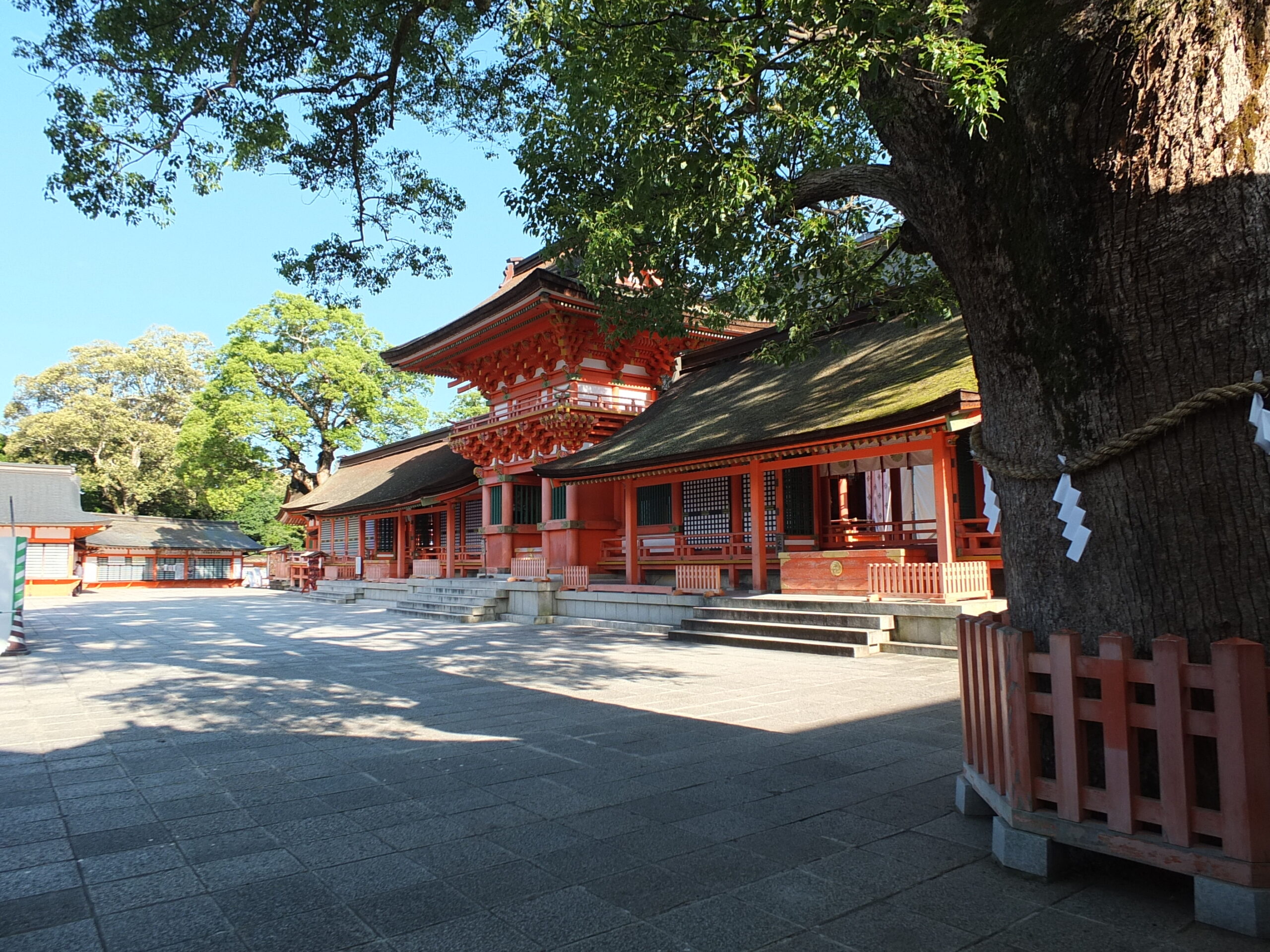 Usa Jingu National Treasure main halls with sacred camphor tree