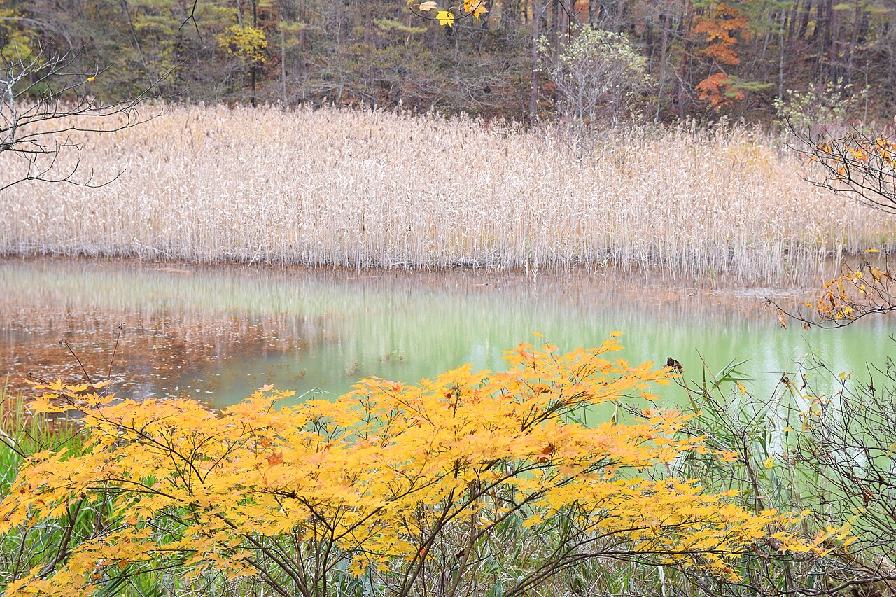 Goshikinuma in autumn: emerald water framed by red and gold foliage