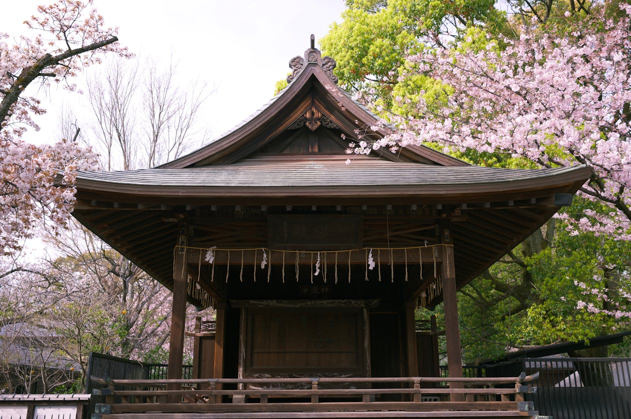 Cherry blossoms at a shrine in spring (image)