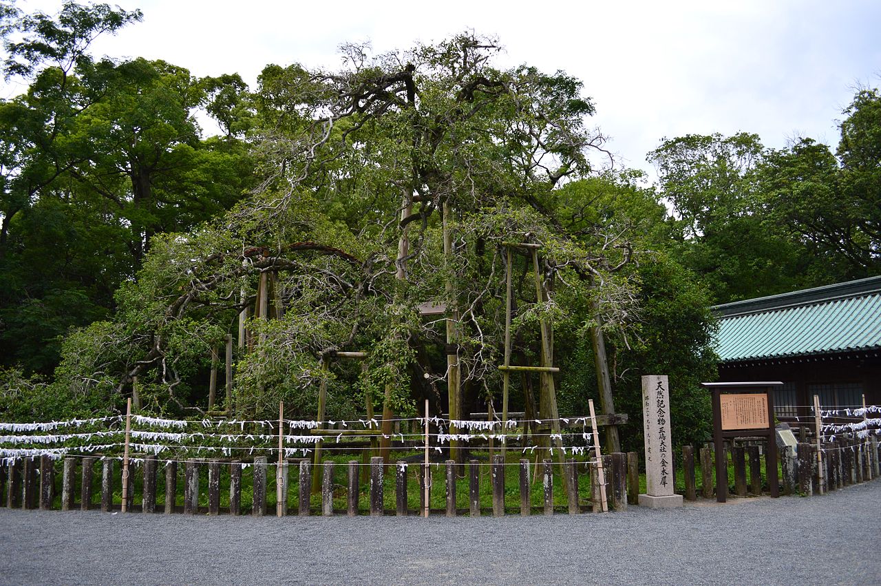 The 1,200-year-old osmanthus tree