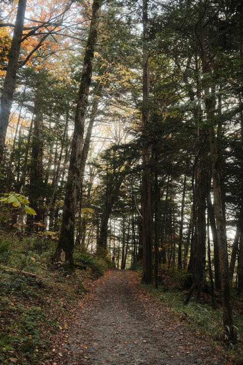 気場へ続く森の小道
