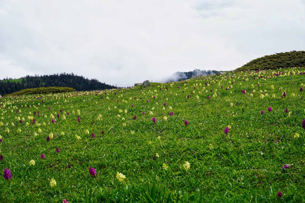 Alpine flower meadow in the mountains (image)
