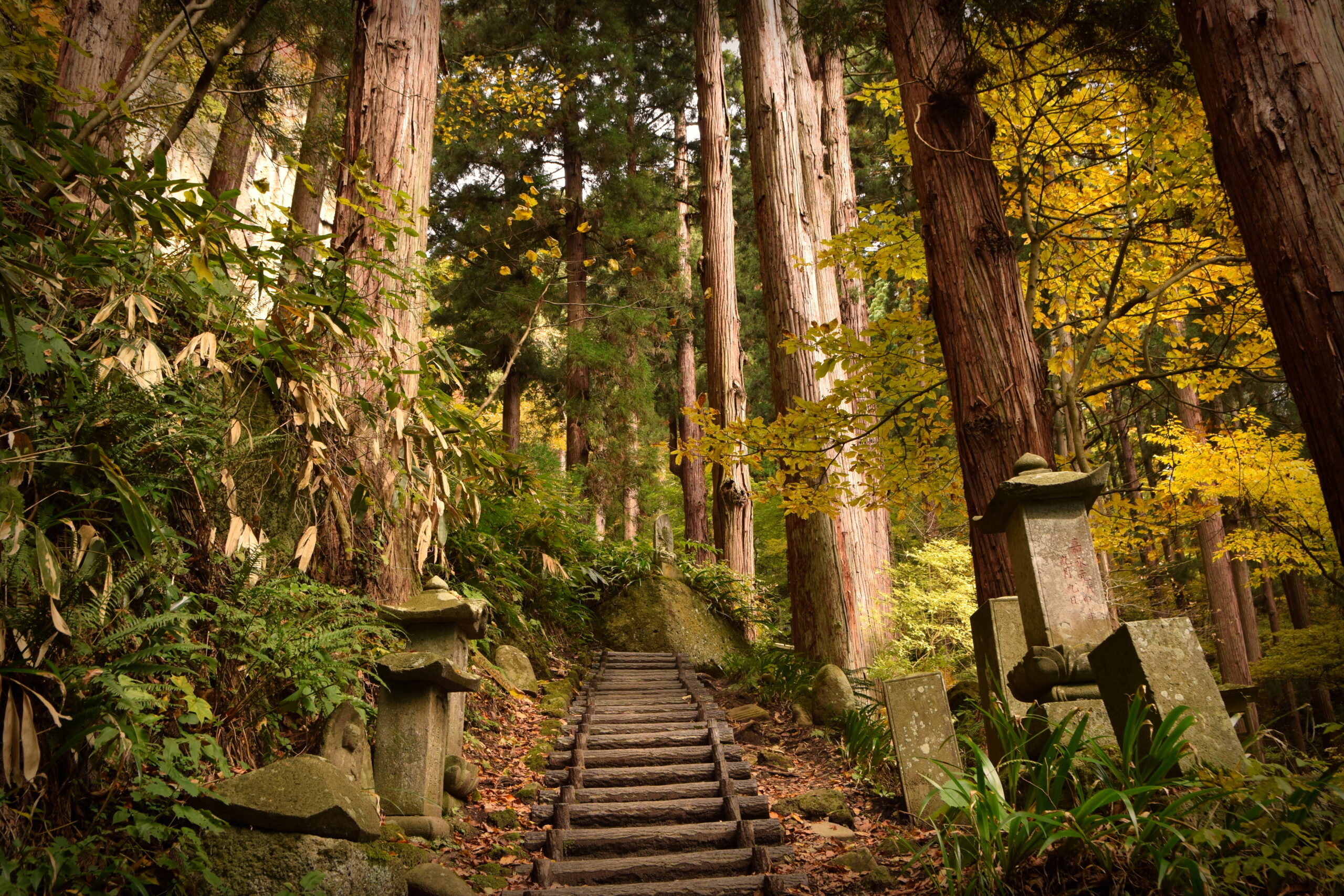 Stone steps through cedar trees