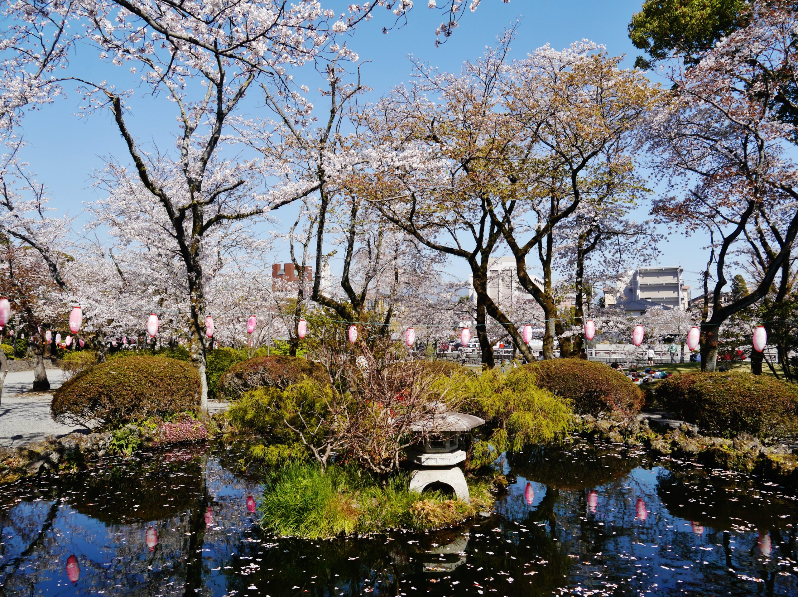 境内の池と桜
