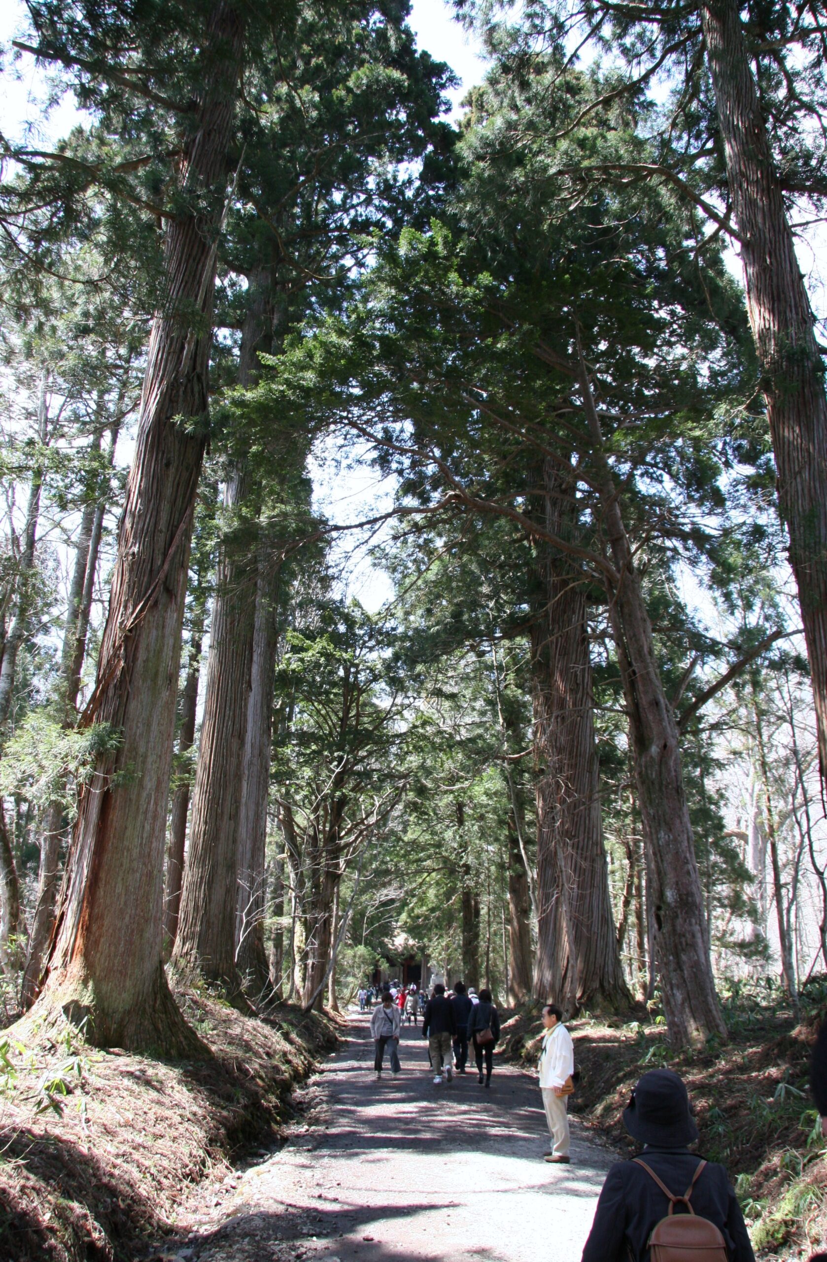 戸隠神社奥社参道の杉並木