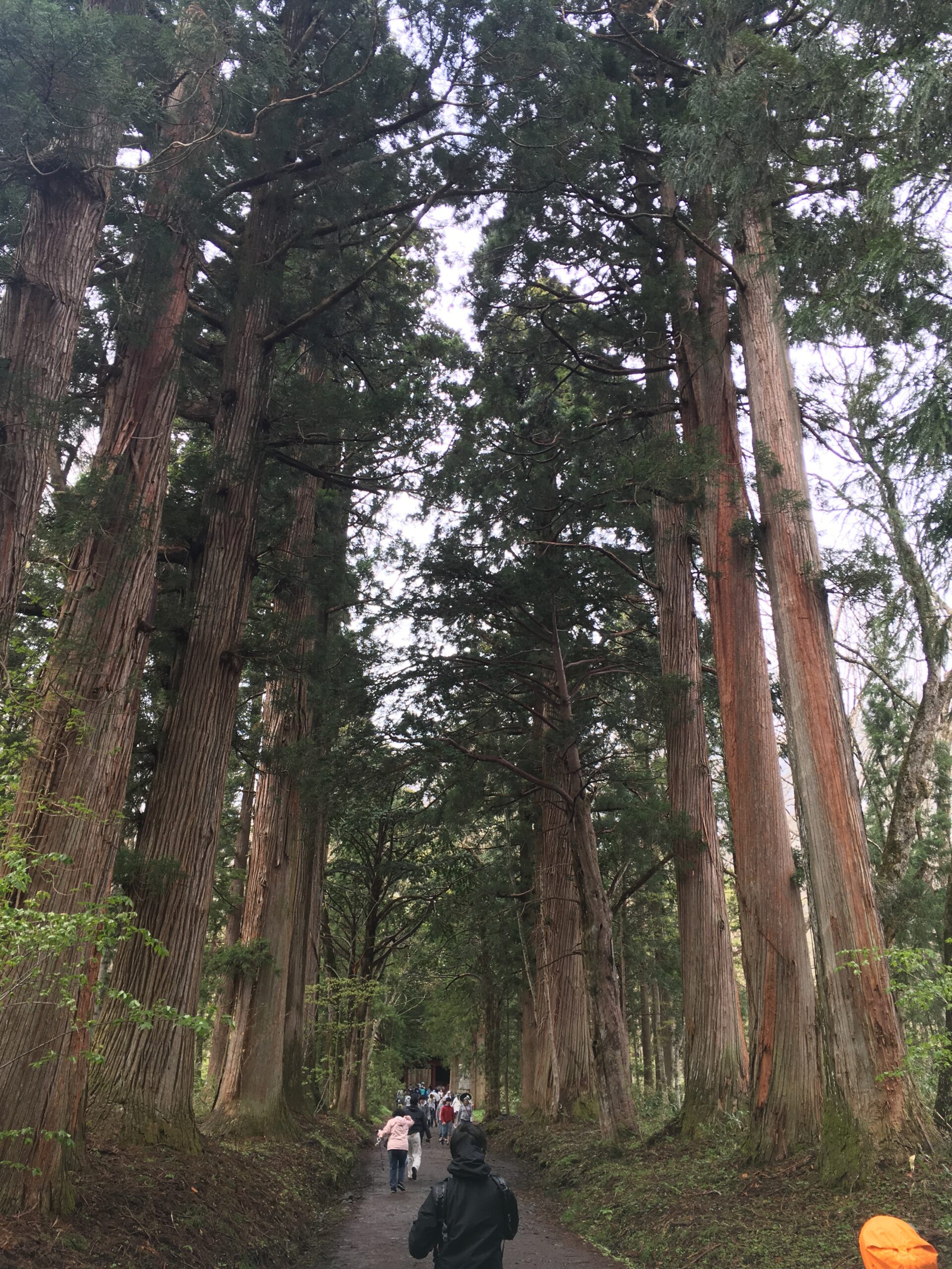 Visitors walking through the cedar-lined path to Okusha