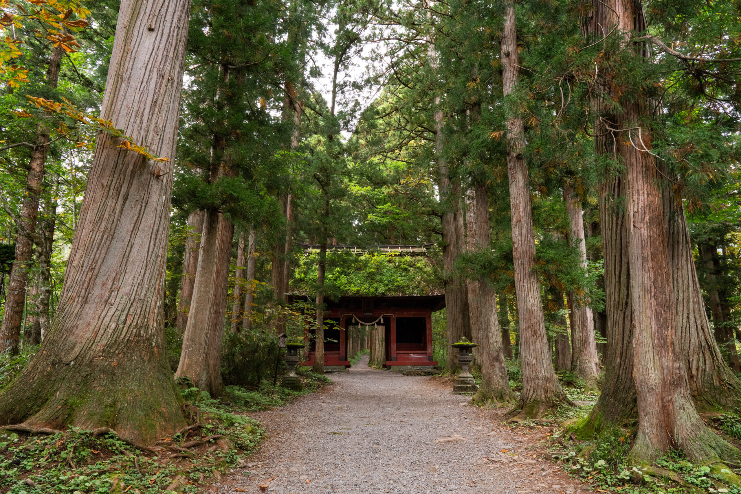 随神門と杉並木