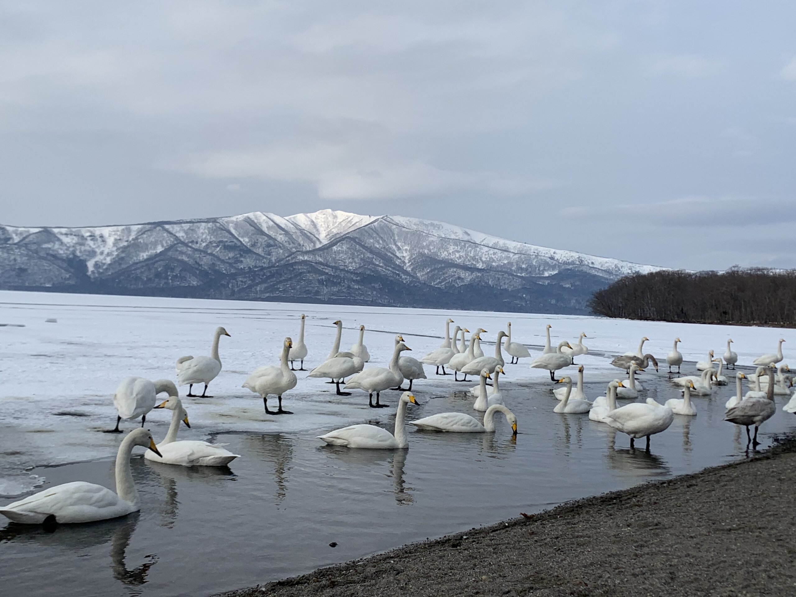 結氷した屈斜路湖と白鳥・雪山