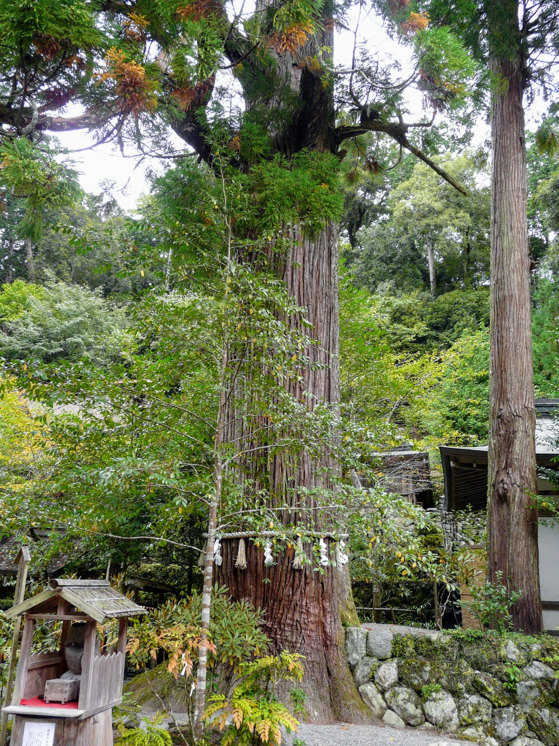 御神木の大杉
