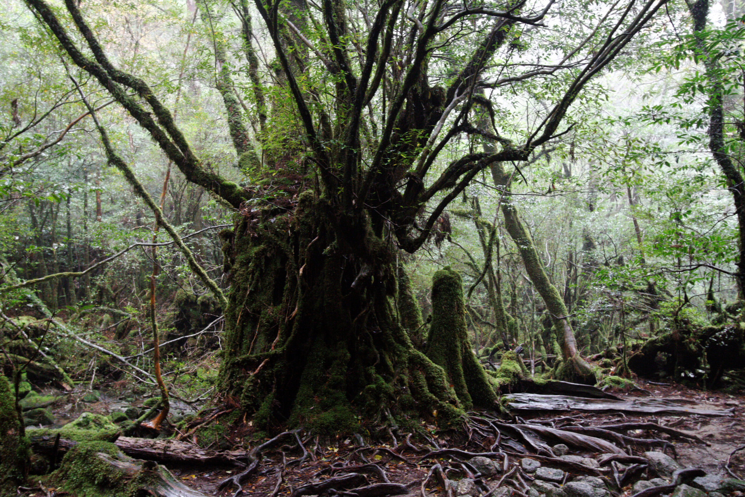 白谷雲水峡の原生林。霧に包まれた古木と苔の世界