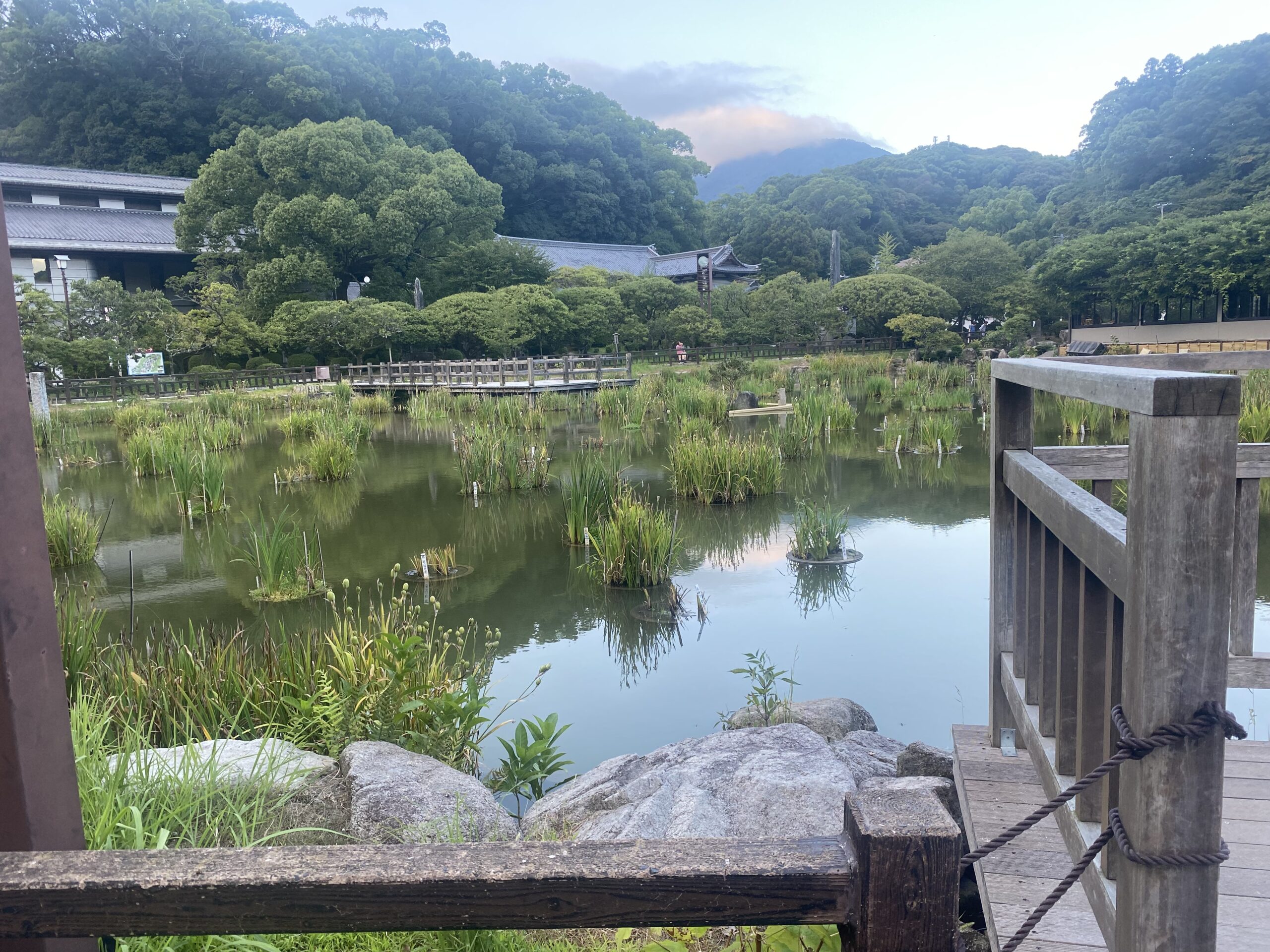 太宰府天満宮の菖蒲池