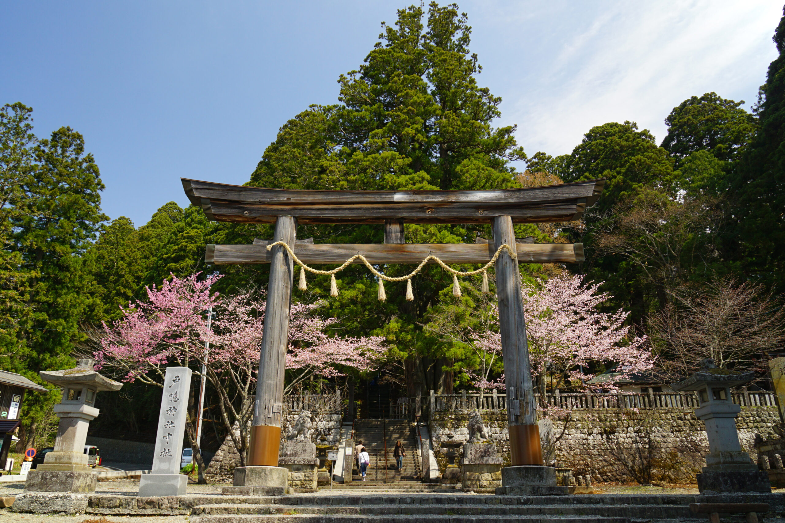 中社の鳥居と桜