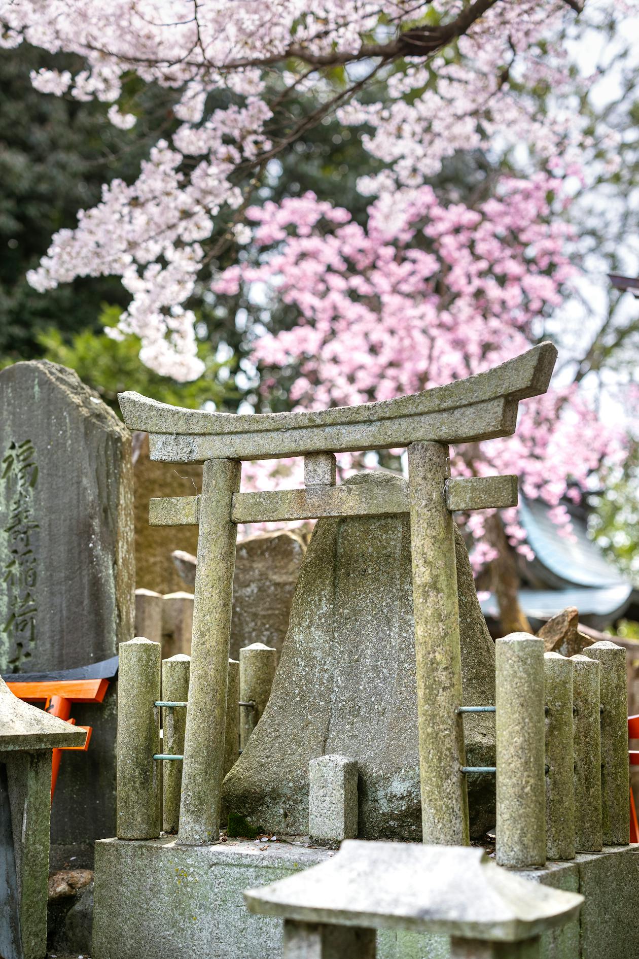 桜と小石鳥居(イメージ)