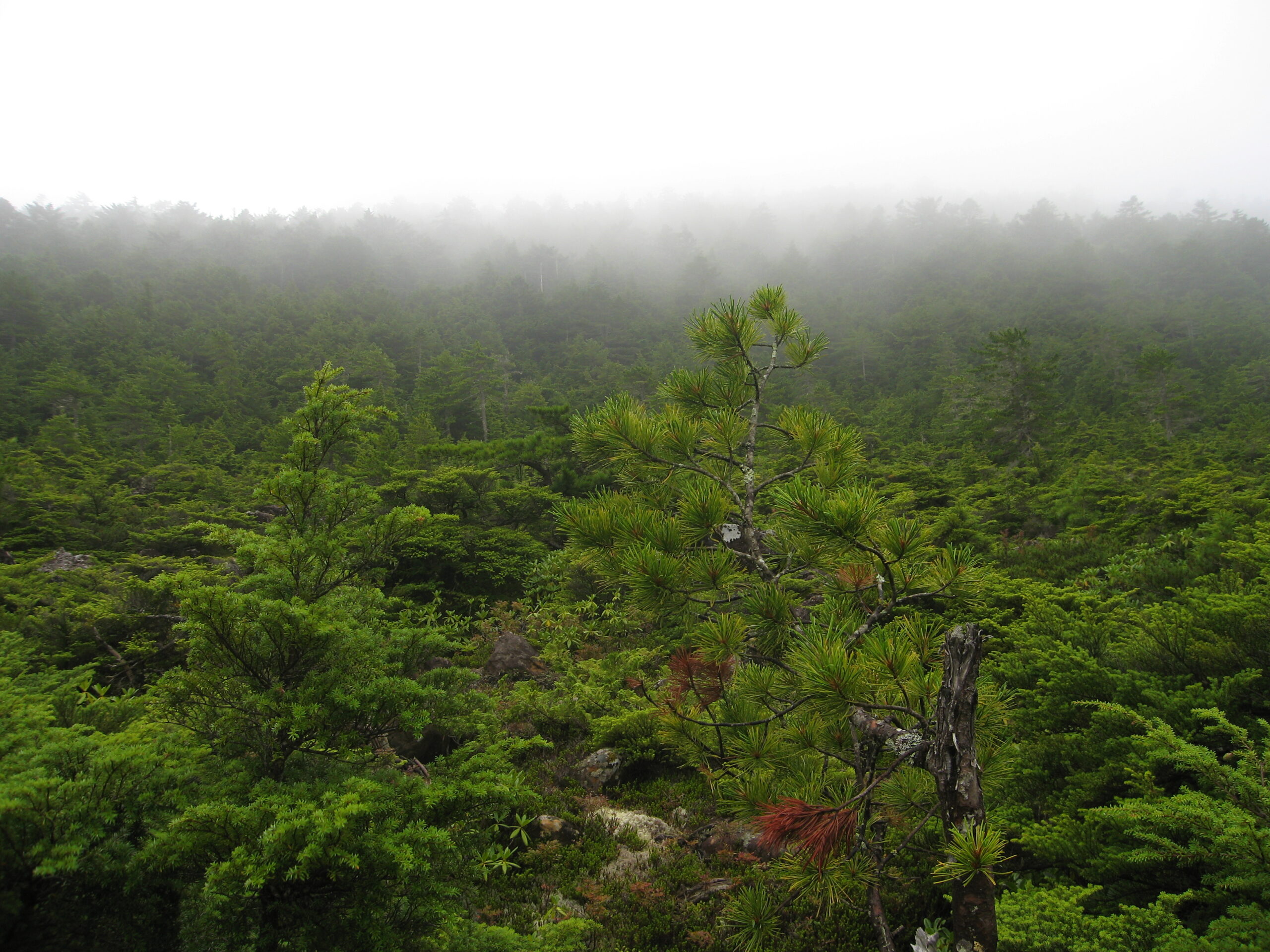霧の北八ヶ岳の森