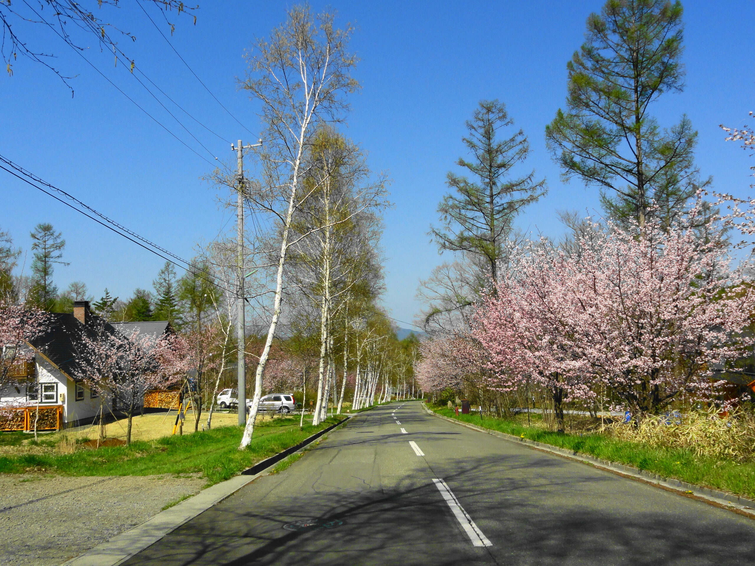 原村の白樺と桜