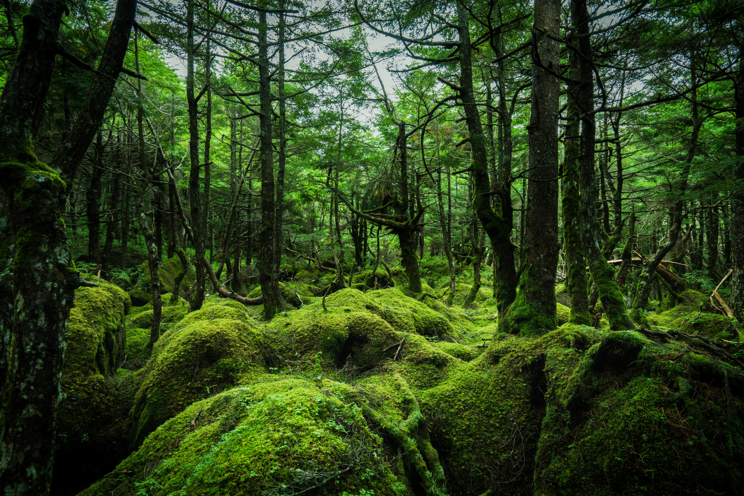 白駒の池の苔の森