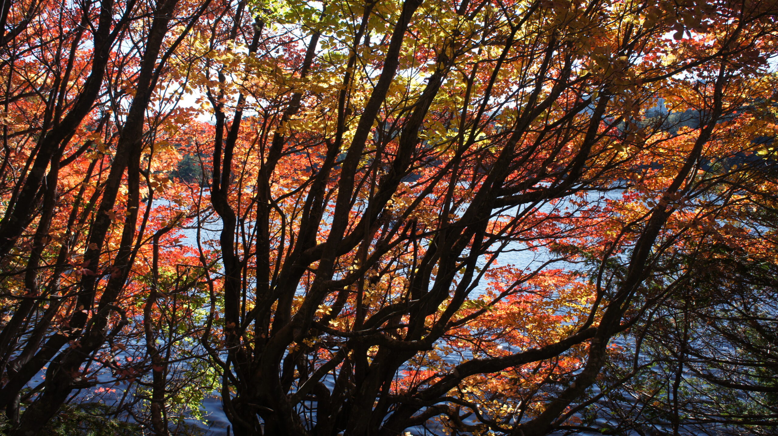 白駒の池の紅葉